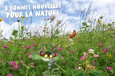 archi survole une prairie très fleurie