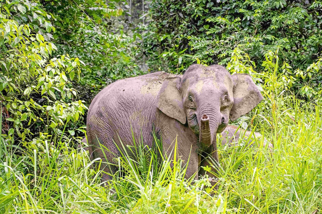 Un jeune éléphant regarde vers la caméra avec sa petite trompe remontée.. Il est entouré d'arbres aux verts feuillages et de la haute herbe...
