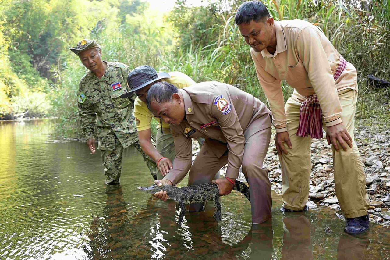 Un homme, pieds dans l'eau d'une rivière au Cambodge, tiens dans ses mains un jeune crocodile de Siam. Il va le lâcher dans l'eau devant trois autres hommes qui assistent à la scène...
