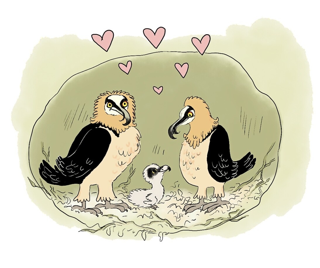 Dessin d'un couple de gypaètes barbus qui entourent leur poussin. Celui-ci regarde d'un air tendre sa maman gypaète. Des cœurs s'envolent...
