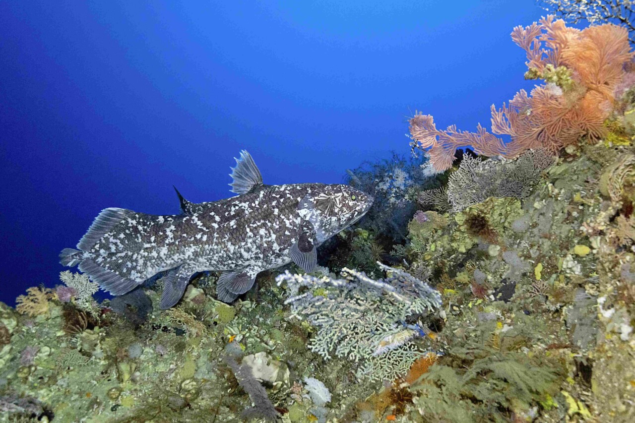 Fond marin corallien sur lequel nage un grand poisson gris, tacheté de blanc...