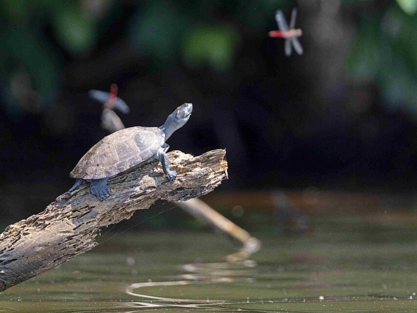 Tortue posée sur le bord d'un troc suspendu au-dessus de l'eau. En arrière fond, on voit les silhouettes de deux libellules rouges qui volent.