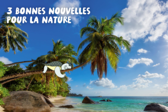 On voit la tortue bloup détendue, dormir sur un cocotier, au-dessus d'une plage à l'eau tourquoise.