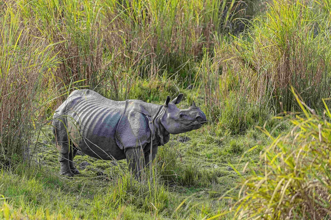 Rhinocéros au milieu d'une prairie de hautes herbes.