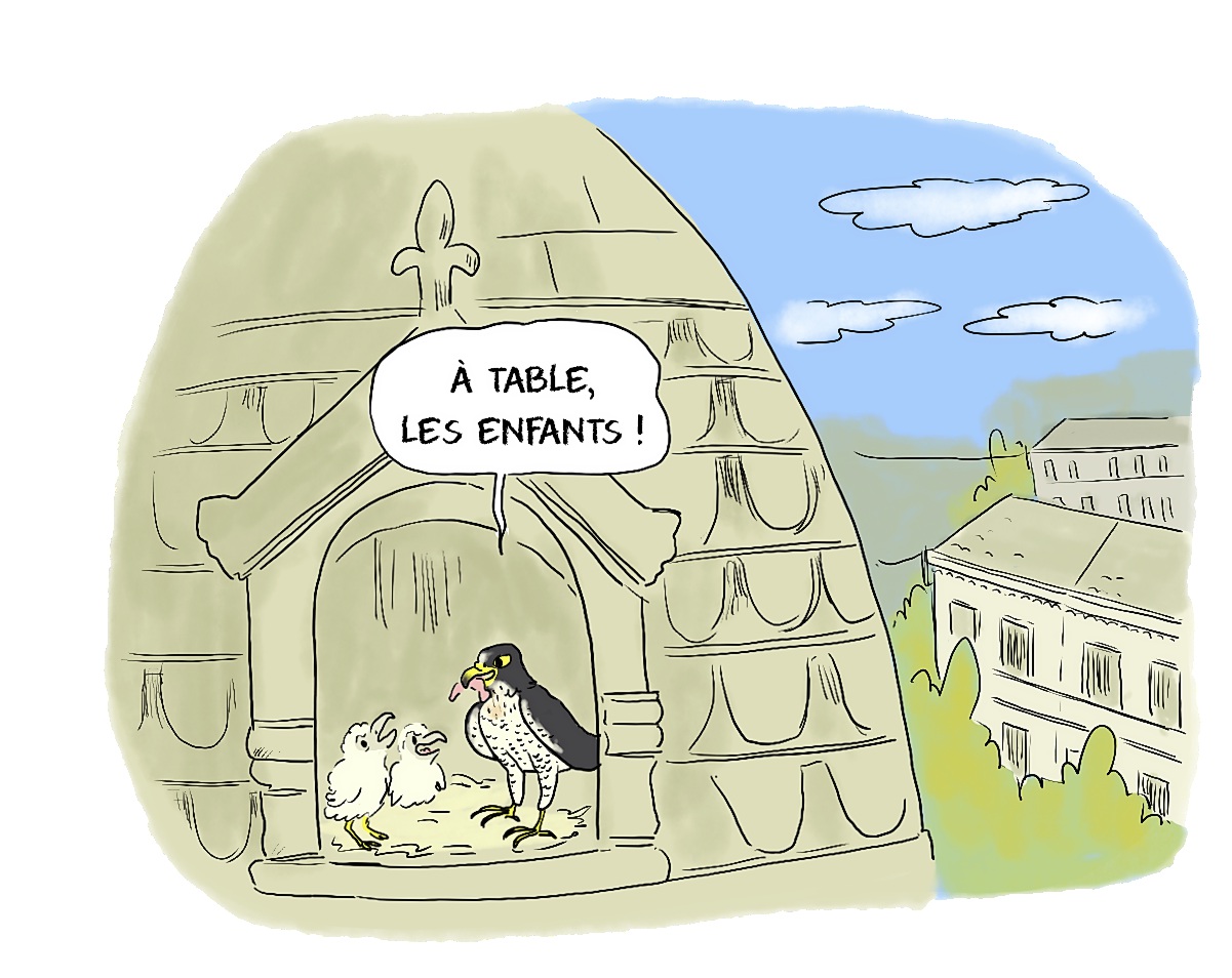 Dessin dans lequel on voit un nid de faucons en haut d'une église. On y voit un faucon pèlerin adulte un vers de terre au bec, face à ses deux poussins en disant: "À table les enfants!"