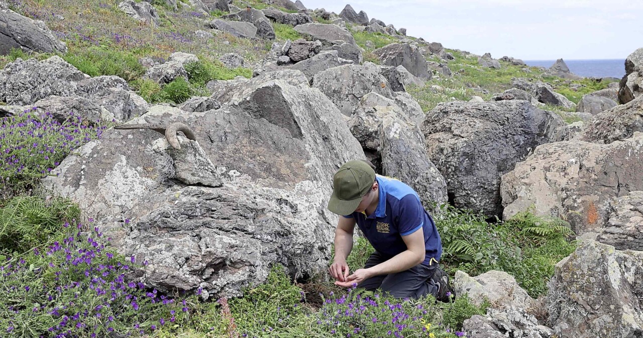 Sur la pente herbeuse d'une île parsemée de rochers et de fleurs violacées, on voit un scientifique prendre de la paume de sa main un escargot qu'il va déposer à coté d'un rocher. Au fond, on voit l'océan.