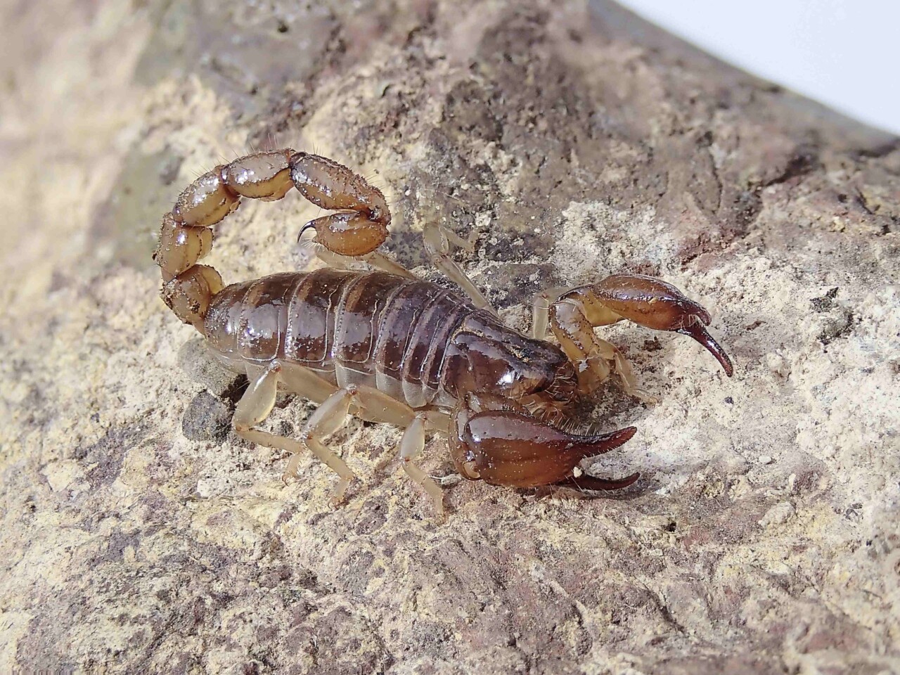 Un gros plan sur un scorpion à la couleur marron-doré translucide, sur une roche, la queue recroquevillée vers le haut. 