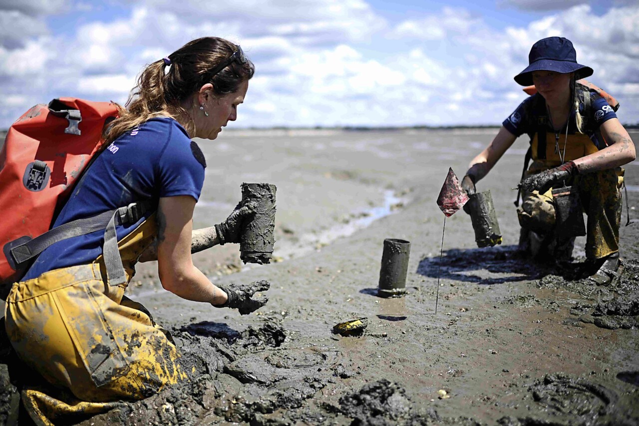 Sur l'estran, deux femmes scientifiques replantent des graines d'herbiers marins.