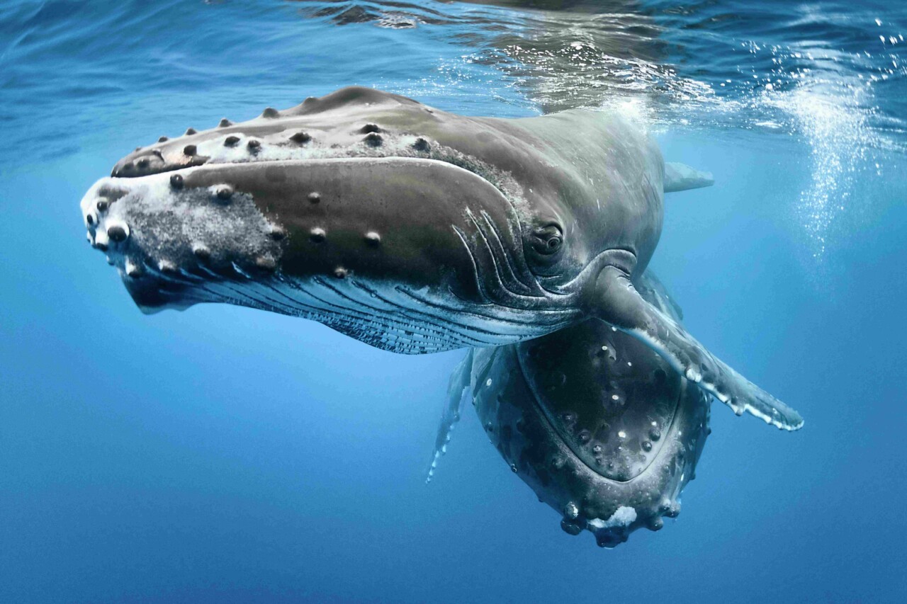 Gros plan sur deux baleines à bosse nageant sous une eau limpide...