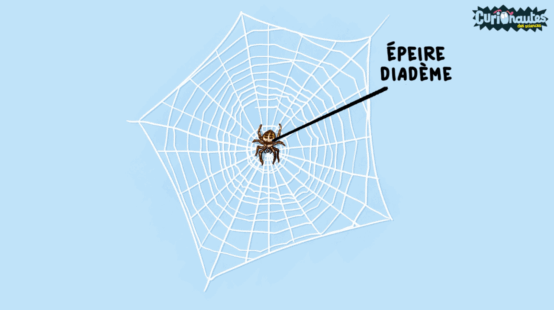 L'épeire diadème fabrique une toile en forme de spirale.