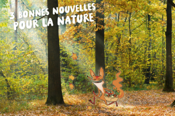 Le renard Foxy se promène joyeux dans une forêt aux couleurs automnales, où les feuilles tombent.