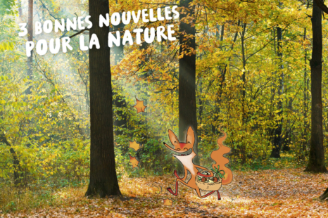 Le renard Foxy se promène joyeux dans une forêt aux couleurs automnales, où les feuilles tombent.