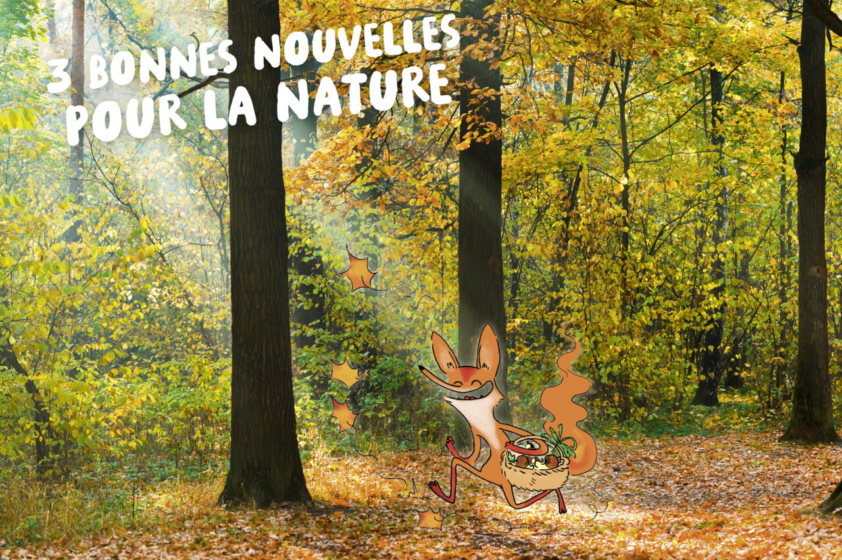 Le renard Foxy se promène joyeux dans une forêt aux couleurs automnales, où les feuilles tombent.