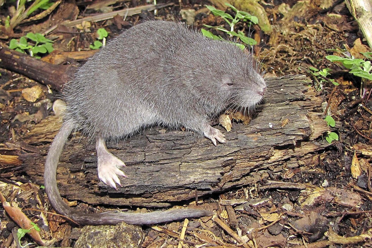 Zoom sur un rongeur posé sur un bout de bois. Longue et grosse queue un peu poilue, pattes postérieures larges et à 5 doigts.