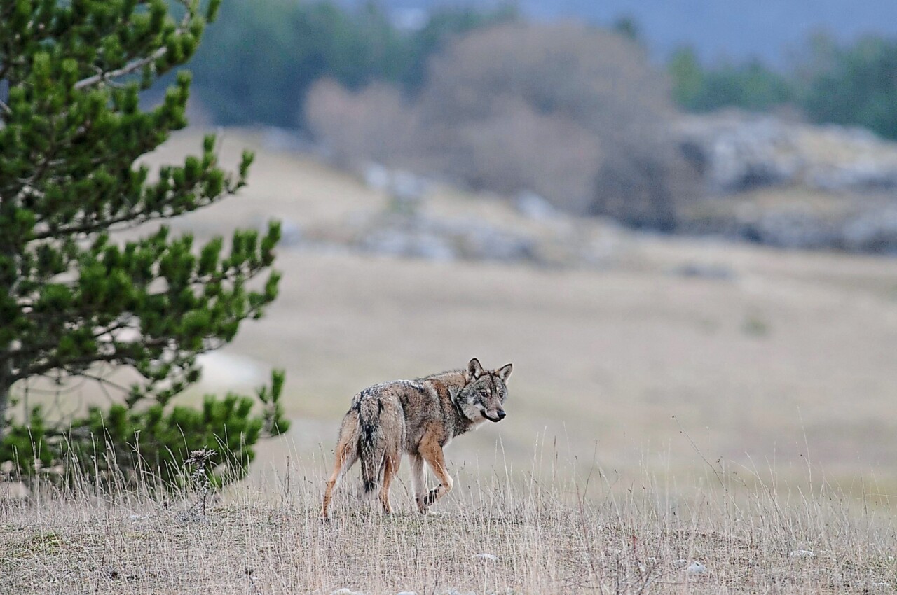 Un loup en marche se retourne et regarde la caméra. il est à côté d'un sapin, et marche dans un milieu de montagne aux premières heures de la journée. 