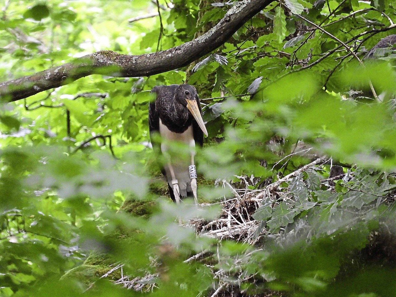 Une cigogne noire baguée sur sa patte gauche est posée sur les branches d'un arbre. On la voit en arrière fond d'un feuillage dense. 