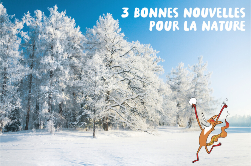 Le renard Foxy saute de joie avec une boule de neige dans la main sur un paysage enneigé et ensoleillé. En arrière fond, un bois aux arbres saupoudrés de neige.