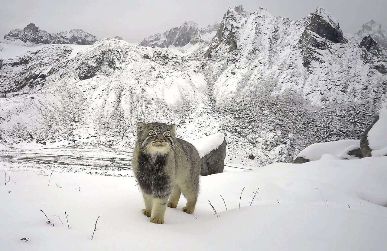 Devant des montagnes enneigées,  se tient au premier plan un chat de pallas. 
