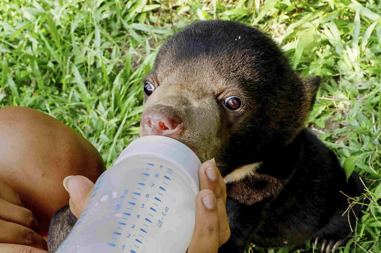 En gros plan : un bébé ours malais prend son biberon, tenu par un humain.