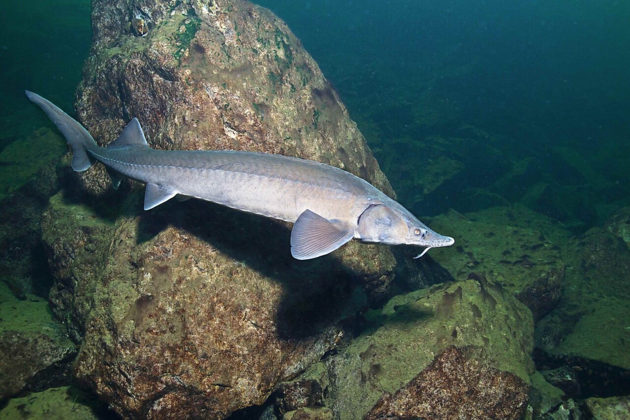 Photo sous-marine où devant une roche nage un grand esturgeon. 