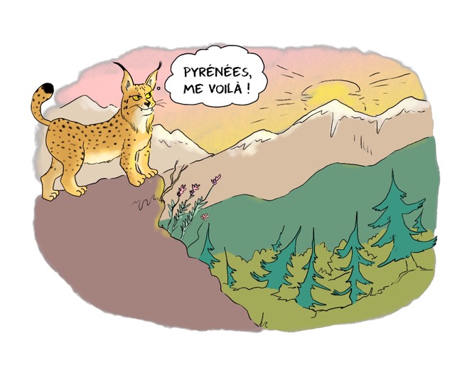 Desssin avec un paysage de montagnes et des forêts. Au loin le soleil brille. En premier plan, sur une butte se tient un lynx qui dit: "Pyrénées, me voilà!"