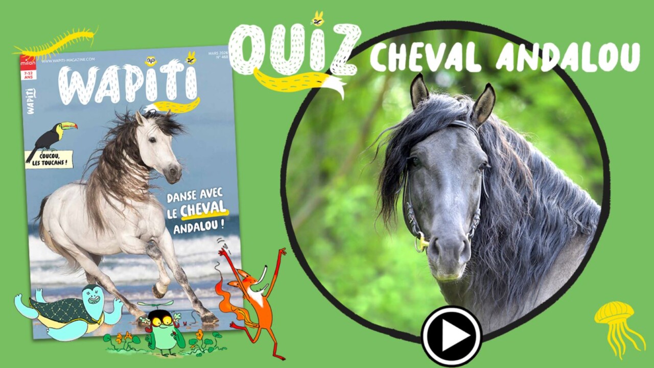 cheval andalou quiz