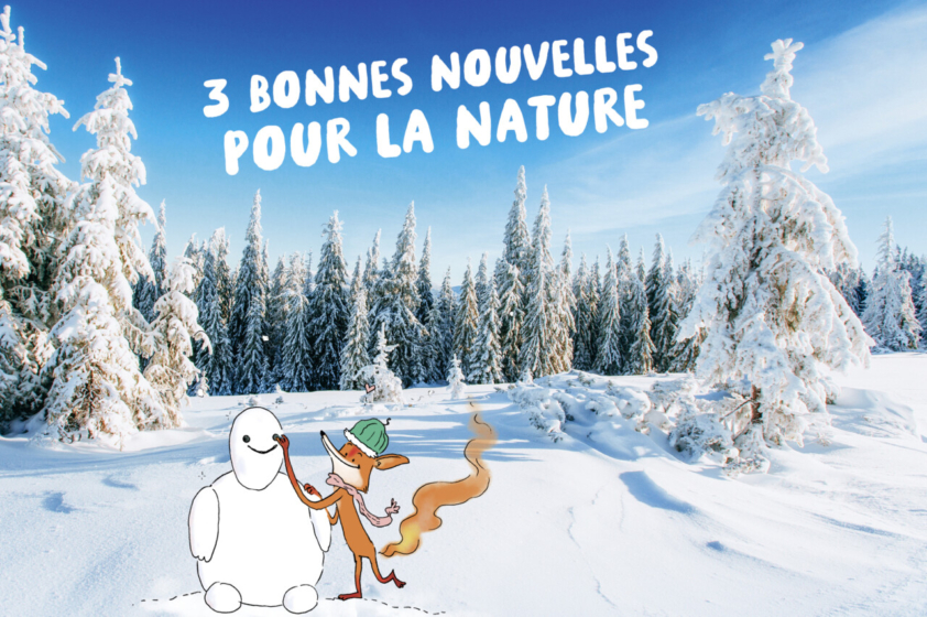 Paysage enneigé avec en arrière-fond une ligne de sapins saupoudrés de neige, et au premier plan, la mascotte Foxy en train de faire un bonhomme de neige.