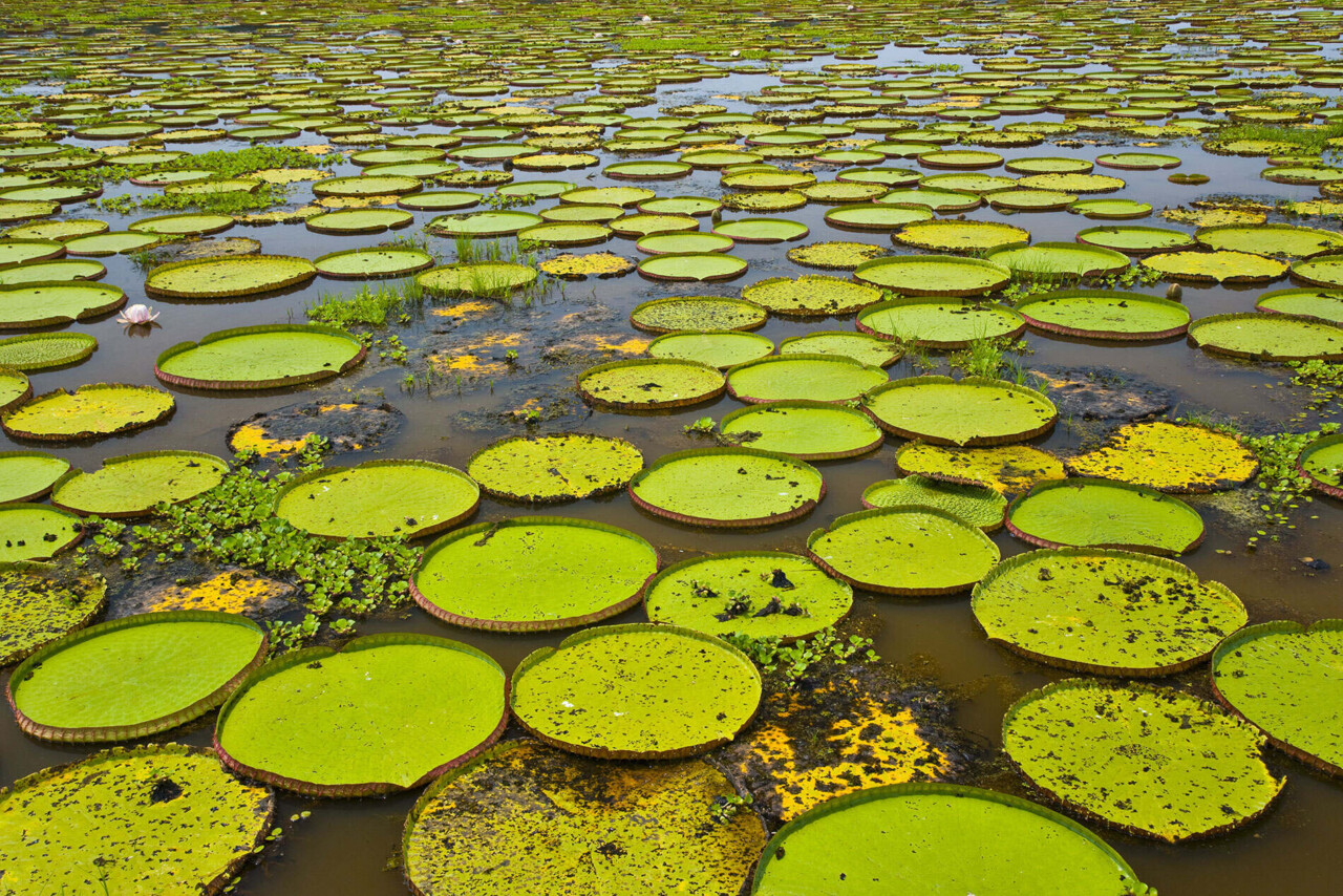 Plan d'eau recouvert de grandes feuilles de nénufar.