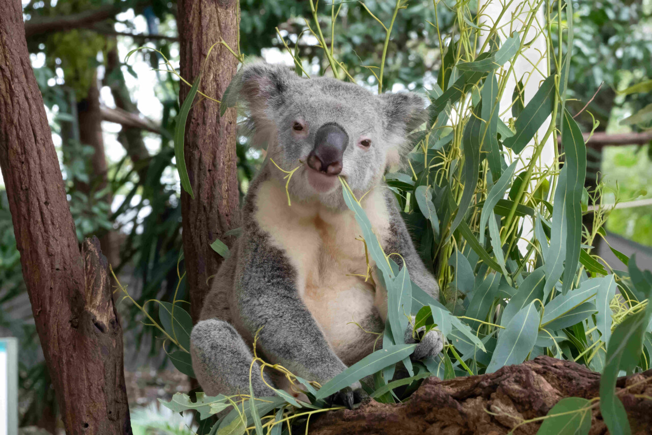 Koala assis sur une branche d’eucalyptus. Il mange ses feuilles tout en regardant vers nous
