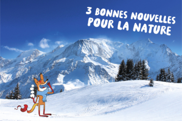 Le renard Foxy devant des montagnes enneigées avec une pile de boules de neige à la main, prêtes pour les tirer sur quelqu'un...