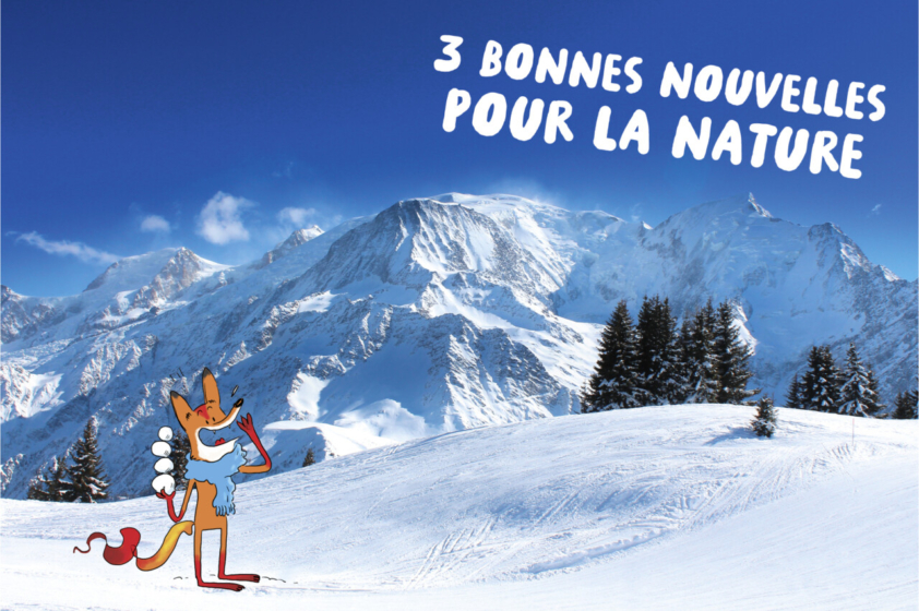 Le renard Foxy devant des montagnes enneigées avec une pile de boules de neige à la main, prêtes pour les tirer sur quelqu'un...