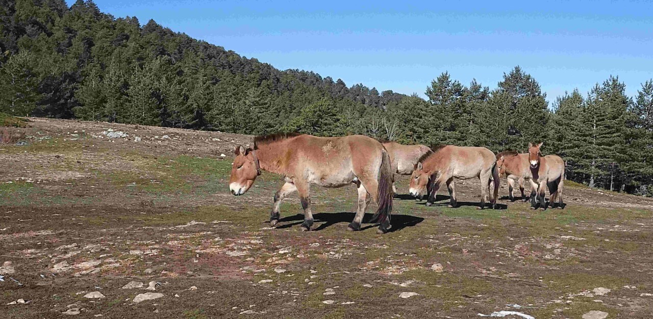 Cinq chevaux Przewalski à la robe marron clair pâturent sur une clairière, à l'orée d'un bois de conifères. 