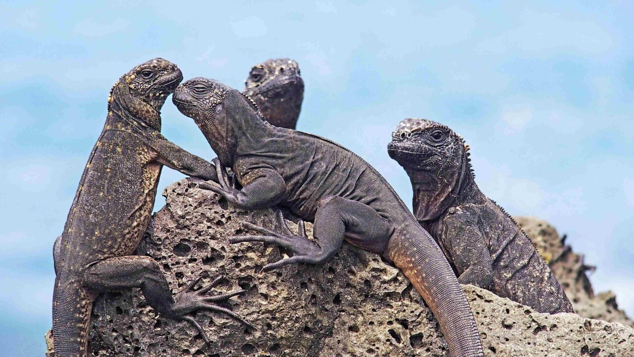 Quatre iguanes très rapprochées prennent le soleil sur un un rocher, sur un fond bleu claire (l'océan). 