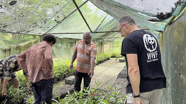 Trois personnes, dont une avec tee-shirt WWF sont sous une serre d'une pépinière, en Nouvelle-Calédonie. Ils observent des plants d'essences locales qui seront plantées plus tard dans le milieu. 
