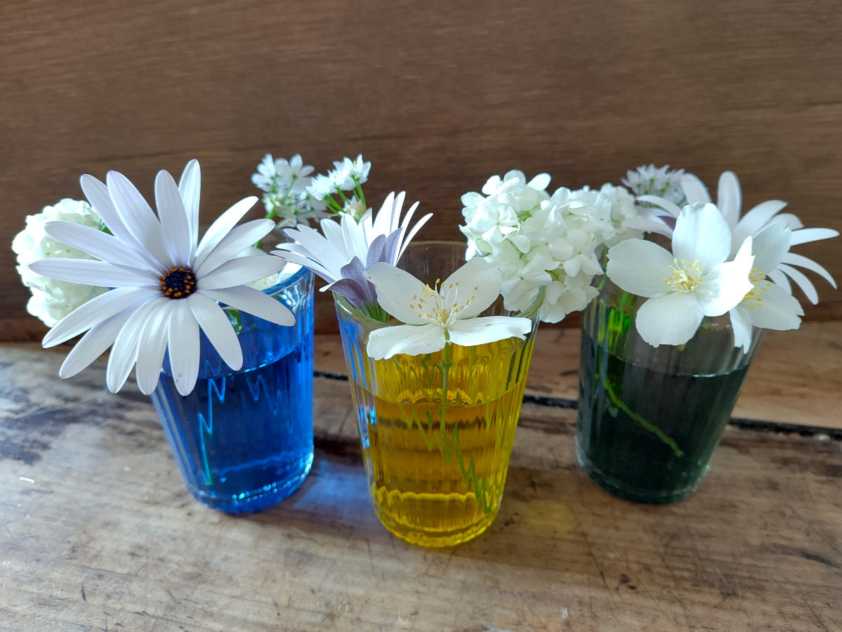 Expérience scientifique enfant changer la couleur des fleurs magazine Milan