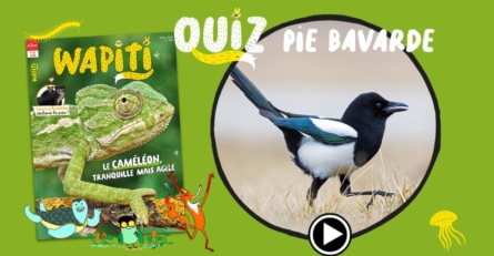 Quiz pie bavarde
