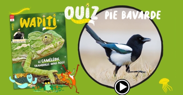 Quiz pie bavarde