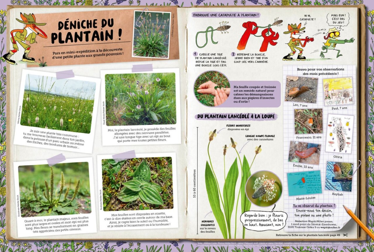 Rubrique exploration nature de Wapiti "Déniche du plantain !"