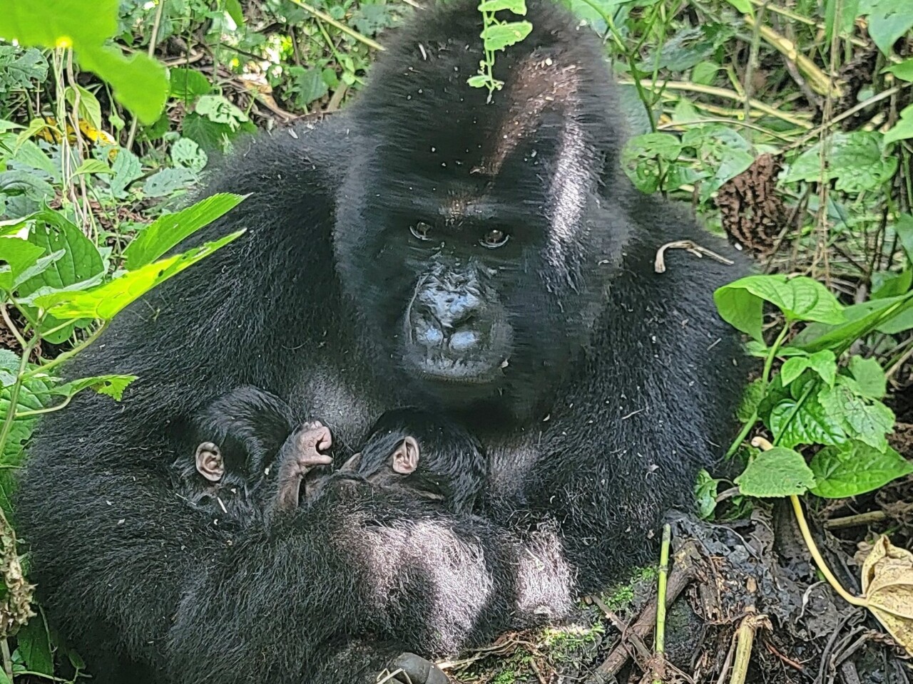 Gros plan sur un gorille femelle qui tient deux bébés gorilles contre elle. 
