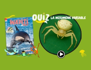 Araignée misumene quiz animaux enfant