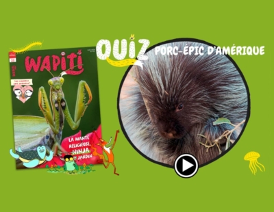 quiz wapiti porc epic
