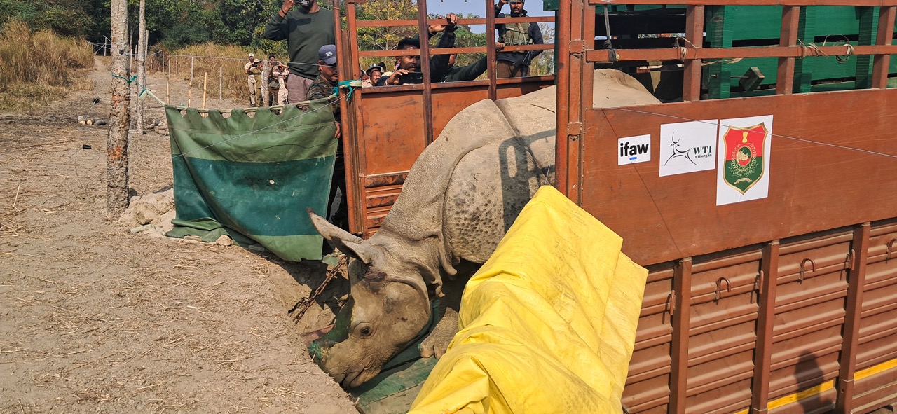 Un rhinocéros est en train de descendre d'un camion au premier plan. En second plan on voit les personnes qui participent au lâcher de ce grand animal. 