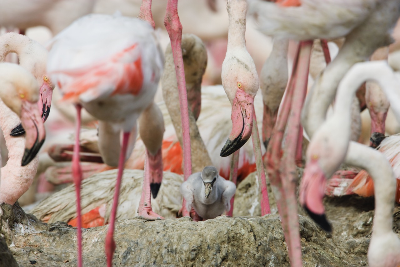 Un bébé flamand rose se trouve au milieu d'une grande bande d'adultes flamands roses. 