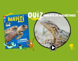 quiz tarente.jpg