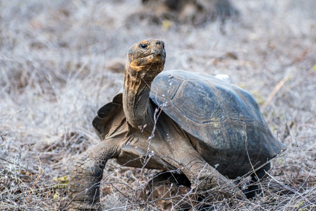 Une jeune tortue de Galápagos, au milieu d'un herbe sèche, lève la tête. Gros premier plan