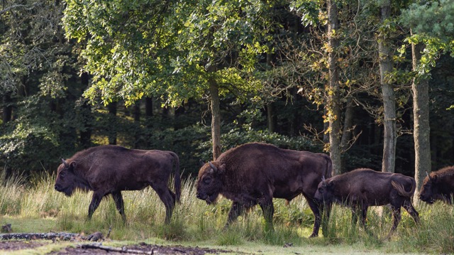 Trois bison d'Europe dont un petit, se suivent à la queue-leu-leu à l'orée du bois.