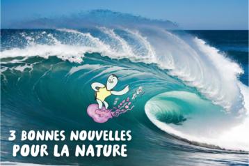La tortue Bloup fait du surf sous le roulis d'une vague....