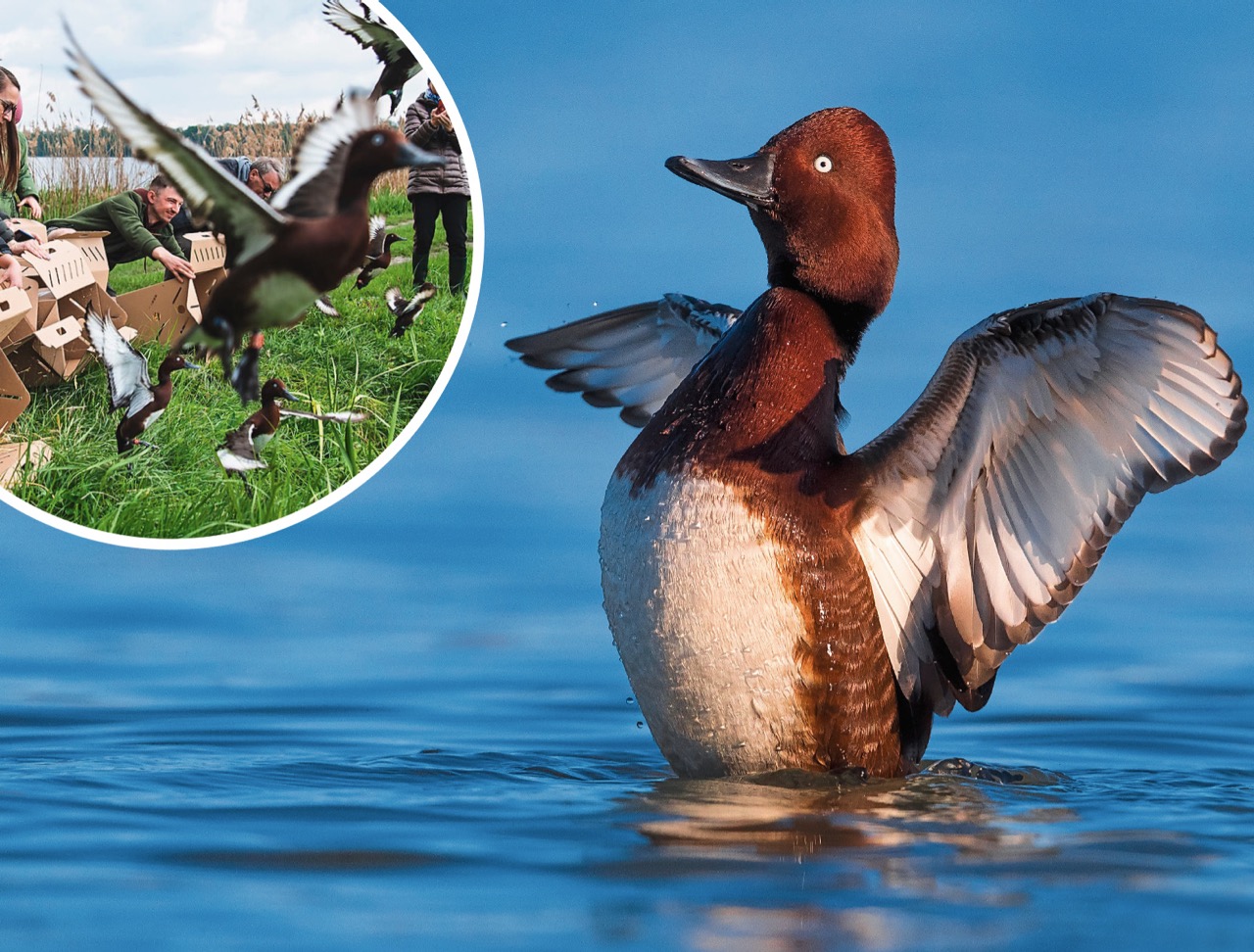 Sur un plan d'eau, au premier plan, se tient un fuligule nyroca, un canard plongeur; avec ses ailes grand ouvertes. Il a un plumage roux, sauf la poitrine  blanche et le dessous des ailes qui sont blancs. Son bec est sombre et son oeil est vert clair. En médaillon, des personnes ouvrent des cartons pour libérer des fuligules nyrocas dans la nature. 