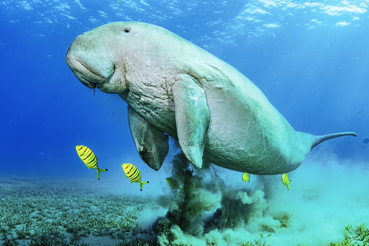 Un dugong adulte nage aux côtés de poissons jaunes rayés. Il est grand, et soulève un peu de sable du fond qu'il vient d'inspecter.