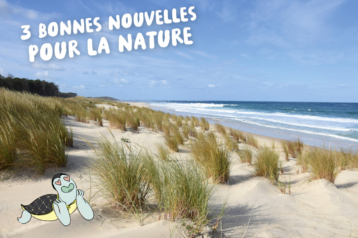 Bloup est sur une plage, allongé sur le sable, devant des plantes des salbes